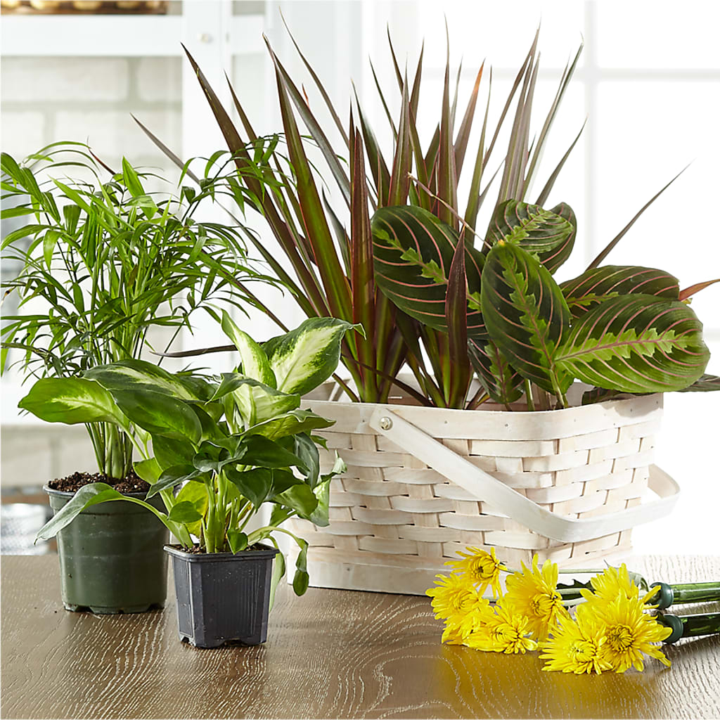 Florist Designed Blooming and Green Plants in a Basket – AARON'S FLOWERS, La Vista NE