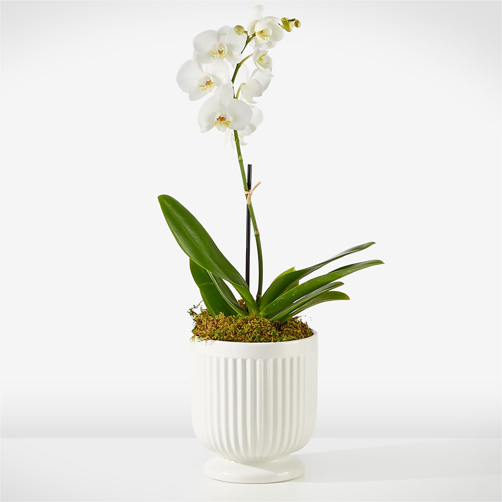 Whispering White Orchid – AARON'S FLOWERS, La Vista NE