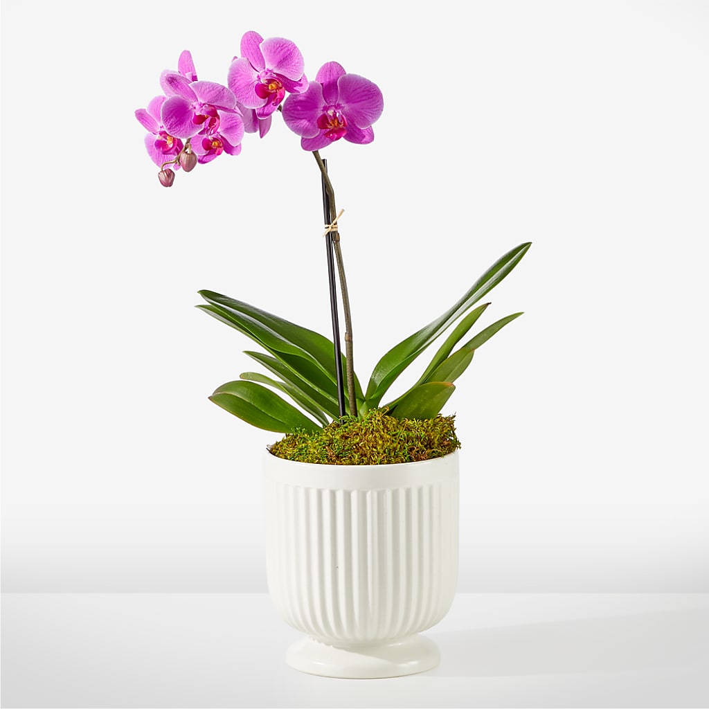 Friendly Fuchsia Orchid – AARON'S FLOWERS, La Vista NE
