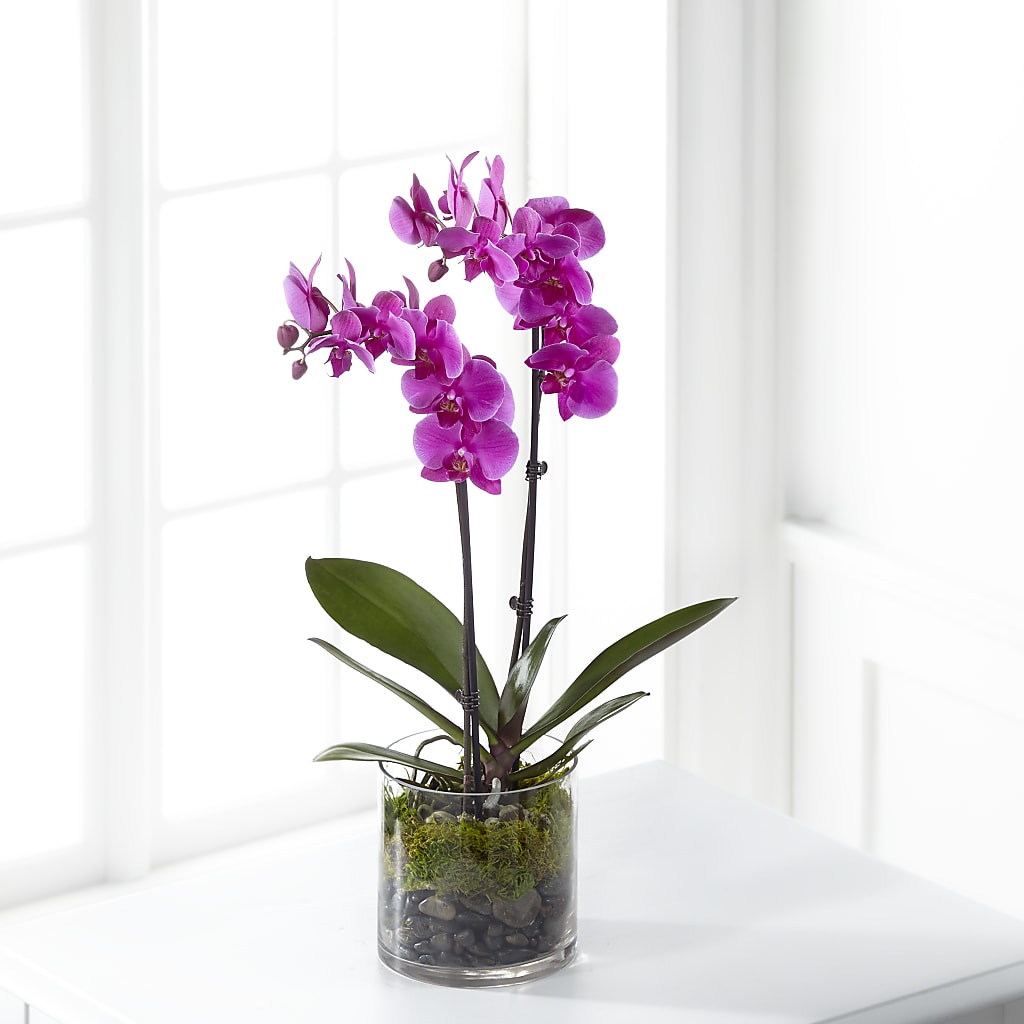 Pink Orchid Plant – AARON'S FLOWERS, La Vista NE