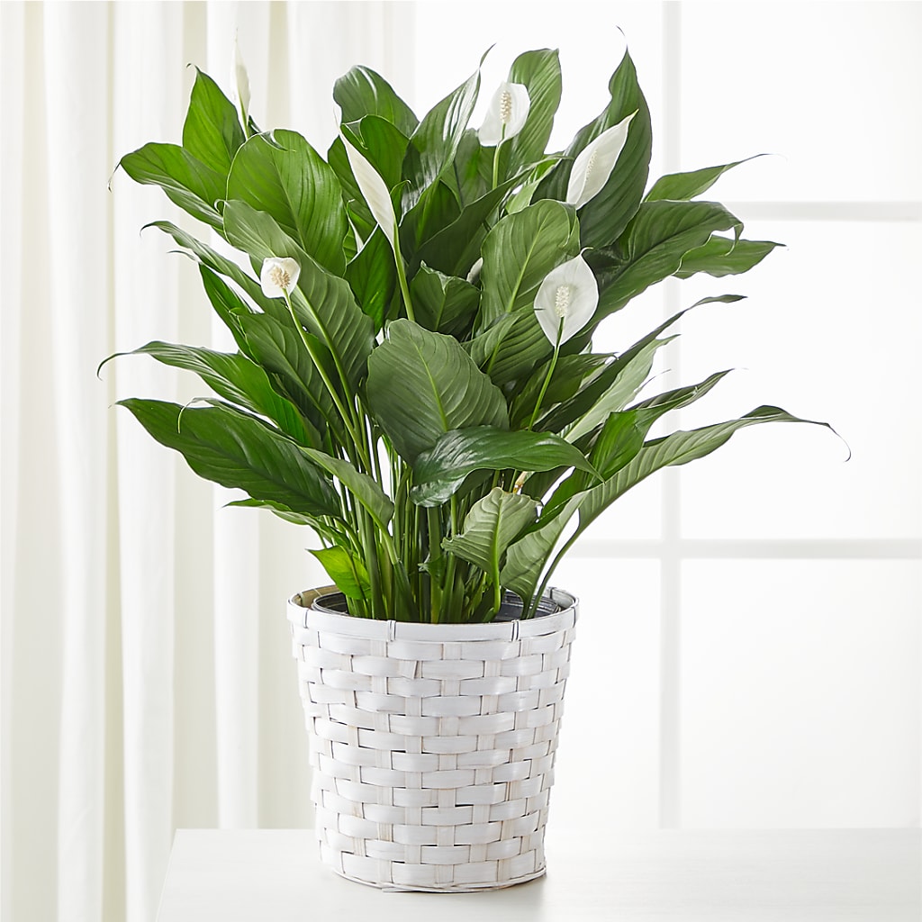 A New Leaf Peace Lily – AARON'S FLOWERS, La Vista NE