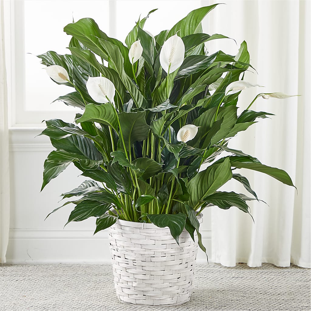 A New Leaf Peace Lily – AARON'S FLOWERS, La Vista NE