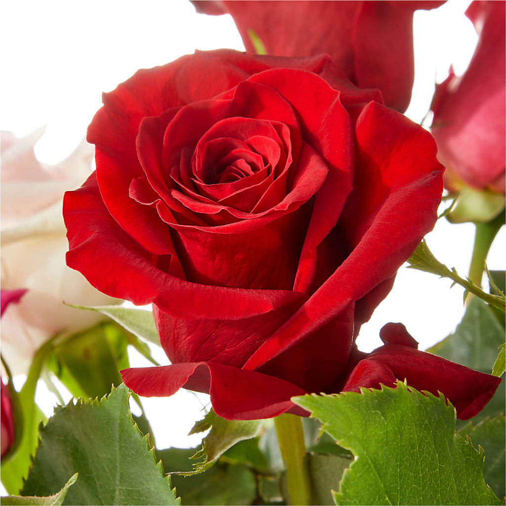 Love Notes Rose Bouquet – AARON'S FLOWERS, La Vista NE