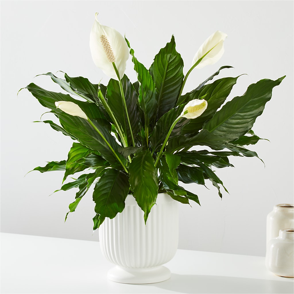 Comfort Planter – AARON'S FLOWERS, La Vista NE