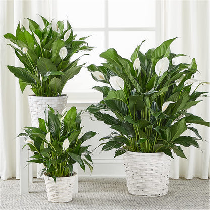 A New Leaf Peace Lily – AARON'S FLOWERS, La Vista NE