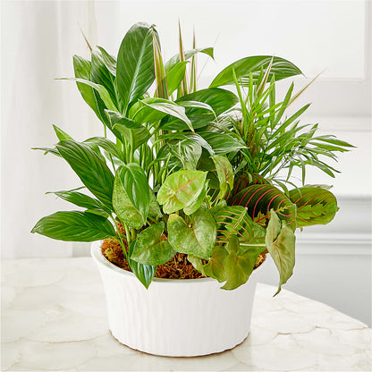 Balance & Harmony Dishgarden – AARON'S FLOWERS, La Vista NE