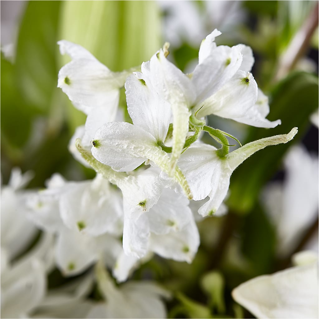 Classic Ivory – A Florist Original – AARON'S FLOWERS, La Vista NE
